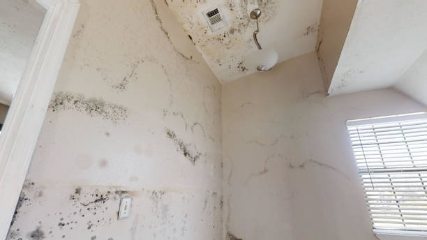 Best Commercial Mold Inspection  in Logan, OH