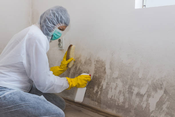 Best Comprehensive Air Testing for Mold Contaminants  in Logan, OH