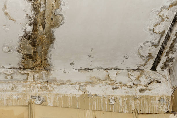 Best Dehumidification Services  in Logan, OH
